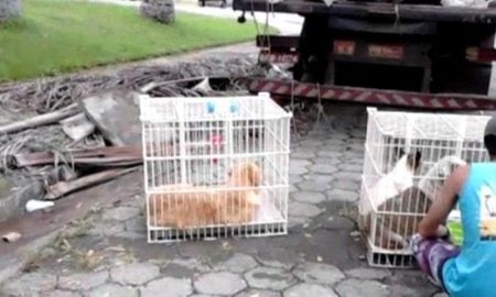 Três cães morrem durante viagem para Ubatuba