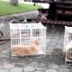 Três cães morrem durante viagem para Ubatuba