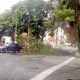 Chuva derruba árvore durante a madrugada em Cruzeiro
