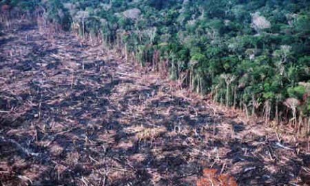Amazônia perde 7.989 km² de floresta, maior desmatamento desde 2008