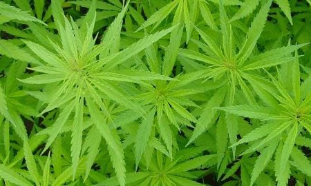 1° remédio à base de maconha é aprovado pela ANVISA no Brasil