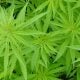 1° remédio à base de maconha é aprovado pela ANVISA no Brasil