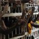 Governo prevê liberar mais R$ 1,8 bi para sistema penal até o final de junho