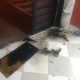 Delegacia em Guaratinguetá é atacada com bombas e tiros