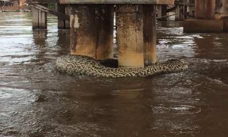 Foto de cobra não é de Lavrinhas: não compartilhe a informação 