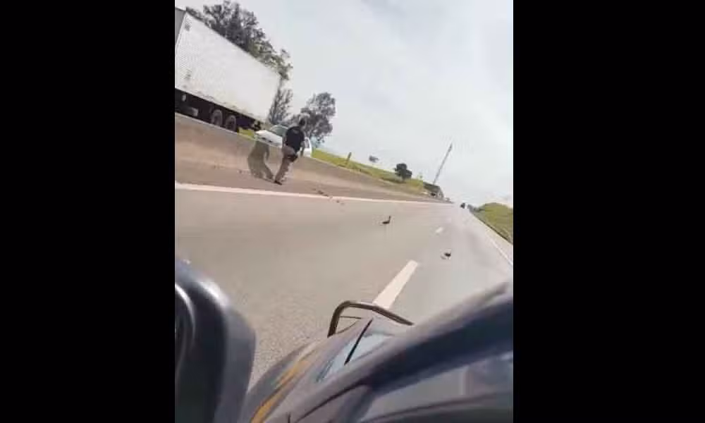 PRF ajuda família de patos a atravessar a Via Dutra em Taubaté