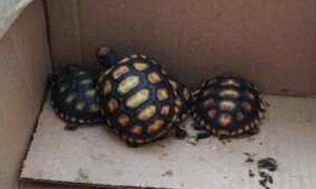 Homem é preso em Guaratinguetá por venda de animais silvestres pela internet