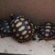 Homem é preso em Guaratinguetá por venda de animais silvestres pela internet