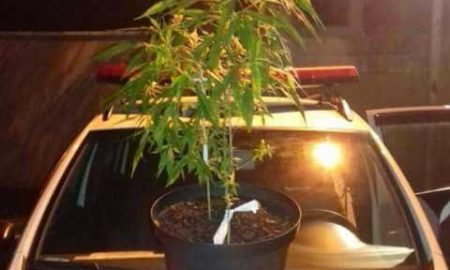 Homem é preso por cultivar maconha em casa em São José dos Campos