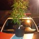 Homem é preso por cultivar maconha em casa em São José dos Campos