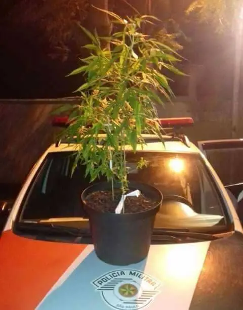 Homem é preso por cultivar maconha em casa em São José dos Campos