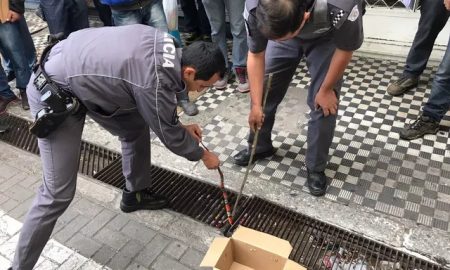Cobra assusta pessoas em ponto de ônibus em São José dos Campos