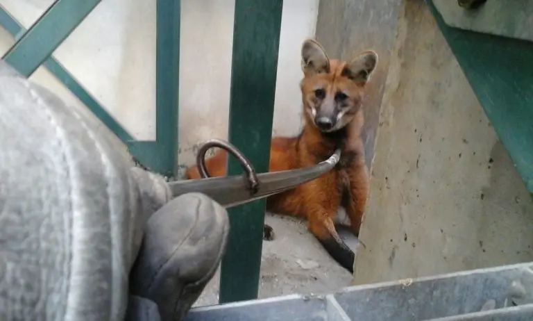 Corpo de Bombeiros resgata Lobo-Guará em Jacareí