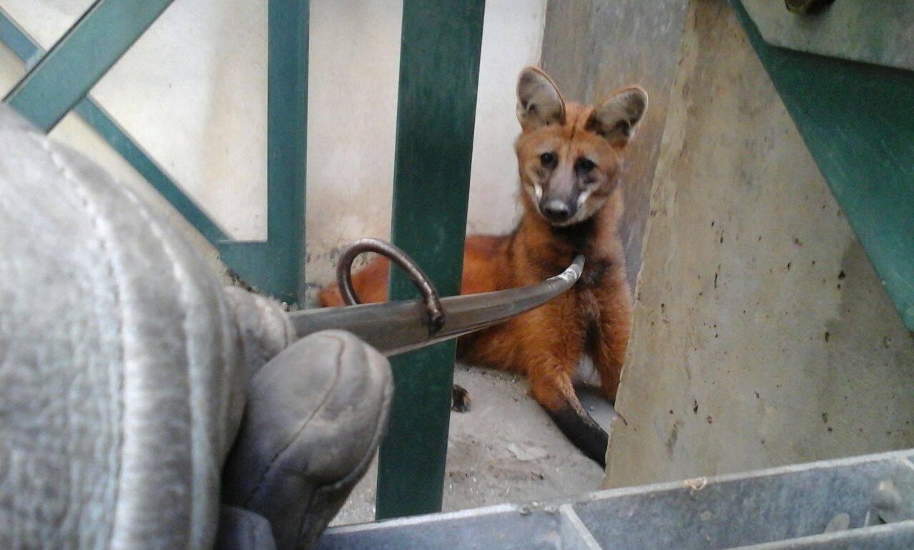 Corpo de Bombeiros resgata Lobo-Guará em Jacareí
