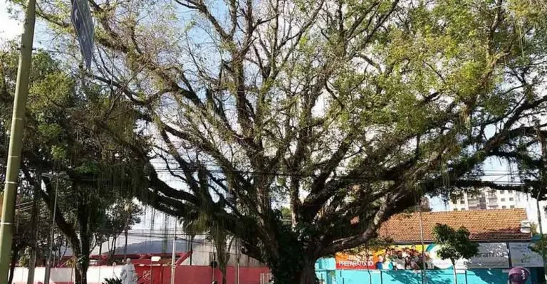 Com aval do MP, figueira de 150 anos é cortada em São José dos Campos