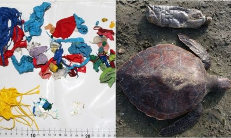 Tartaruga morre por ingerir bexigas em Caraguá
