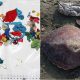 Tartaruga morre por ingerir bexigas em Caraguá