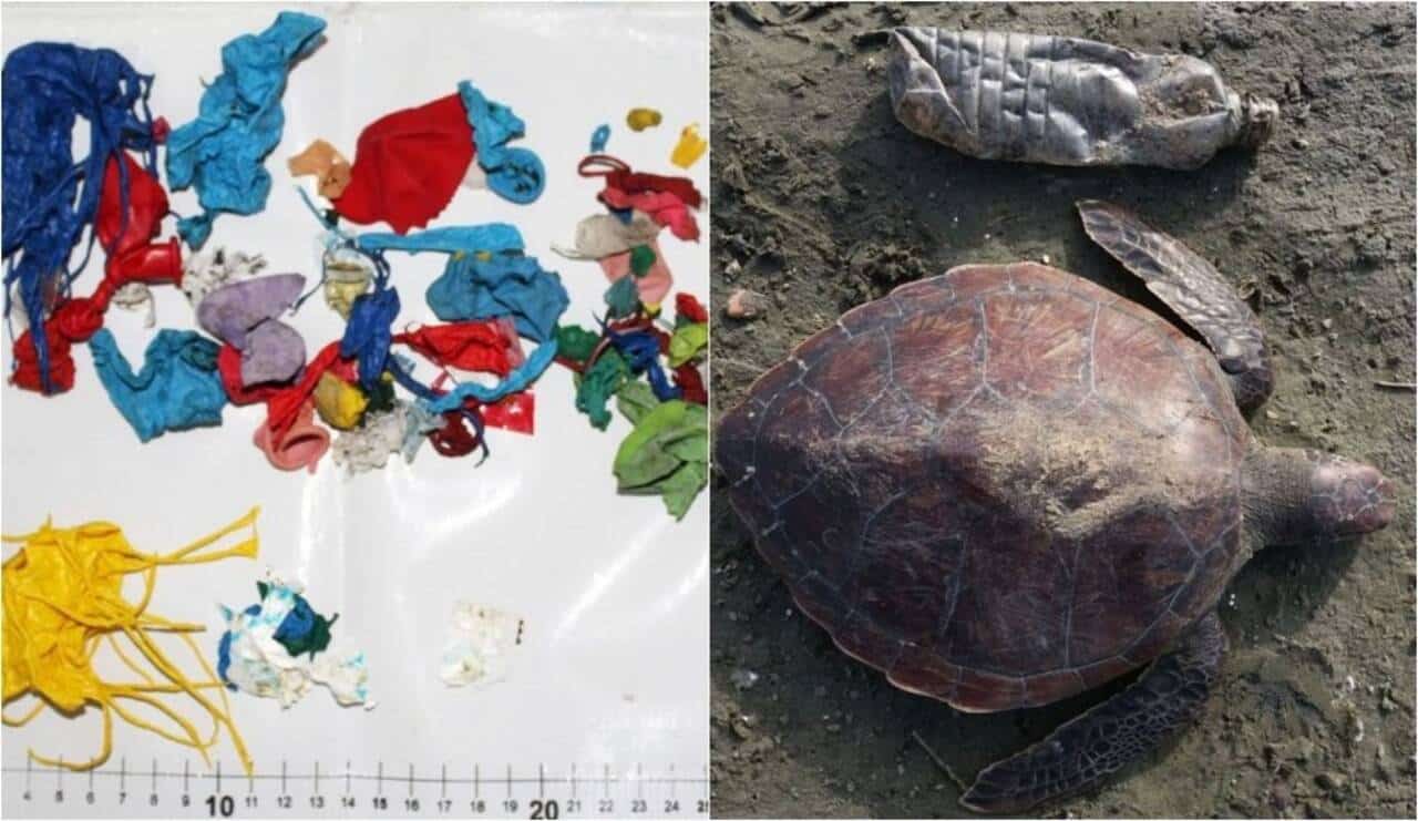 Tartaruga morre por ingerir bexigas em Caraguá