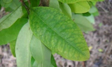 Cultivo de folhas de coca na Colômbia cresce 52% em 2016 ante 2015, diz ONU