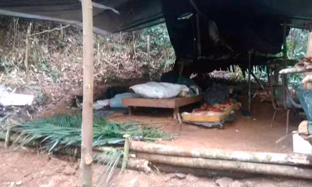 Palmito extraído ilegalmente é apreendido pela Polícia Ambiental de Tremembé