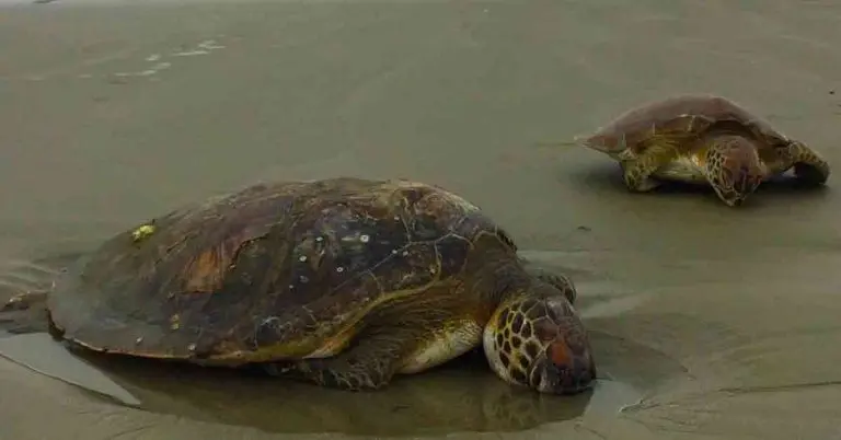 Lixo em alto mar mata 1,2 mil tartarugas desde 2016 no litoral norte de São Paulo