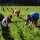 agriculturafamiliar-1