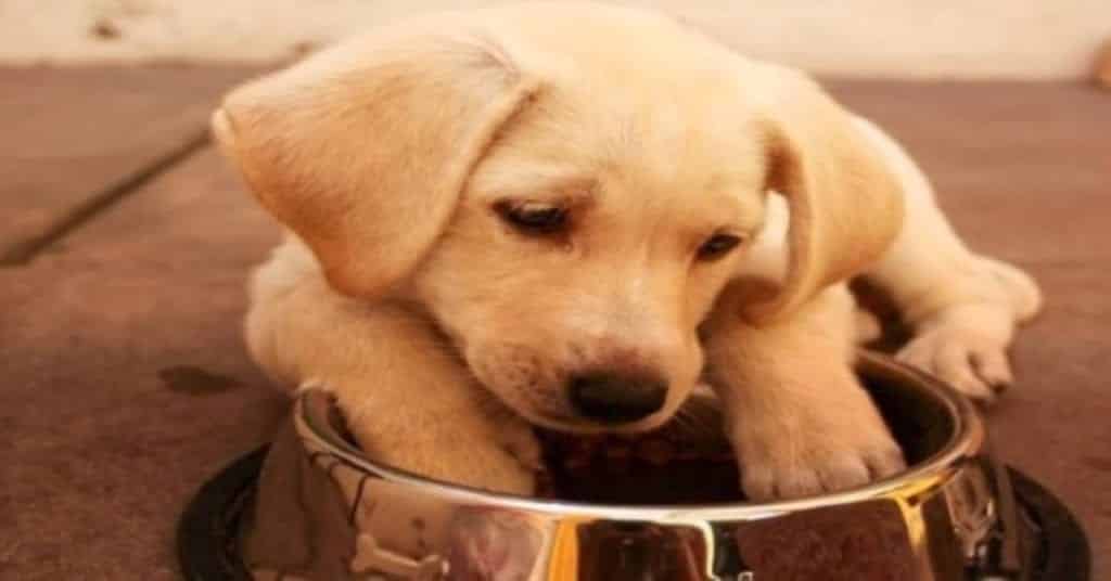 cachorrooo 1
