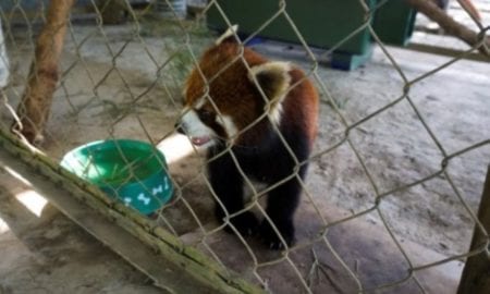 panda vermelho