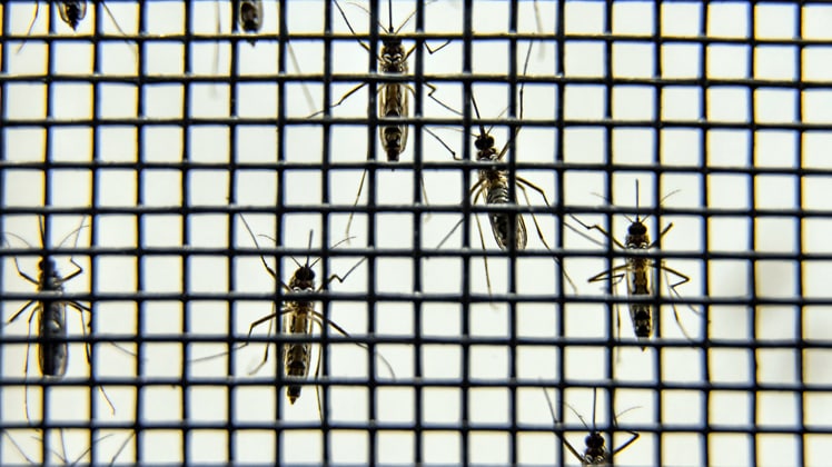 Saúde e Educação mobilizam estudantes no combate ao Aedes aegypti