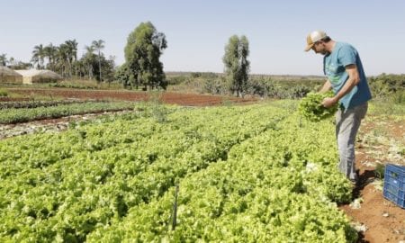 Ministério da Agricultura divulga lista de produtos com desconto em janeiro