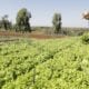Ministério da Agricultura divulga lista de produtos com desconto em janeiro