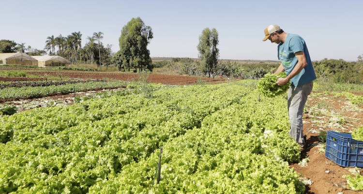 Ministério da Agricultura divulga lista de produtos com desconto em janeiro