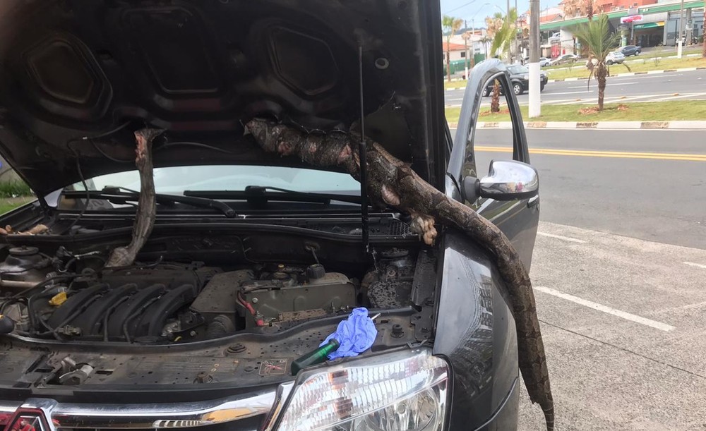 Motorista roda 650 quilômetros com jiboia em motor de carro