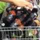 32 cervejas envenenadas da Backer