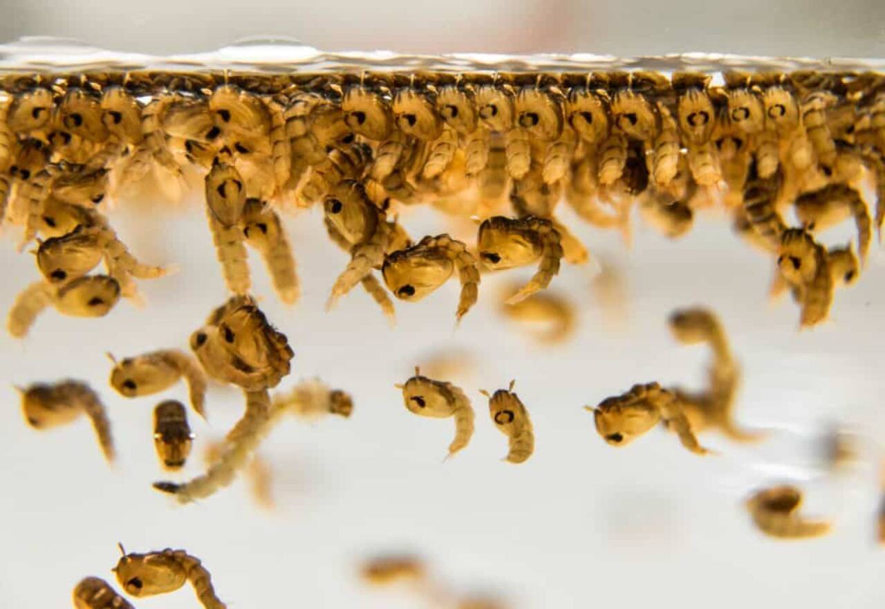 Saiba como evitar a proliferação do Aedes aegypti