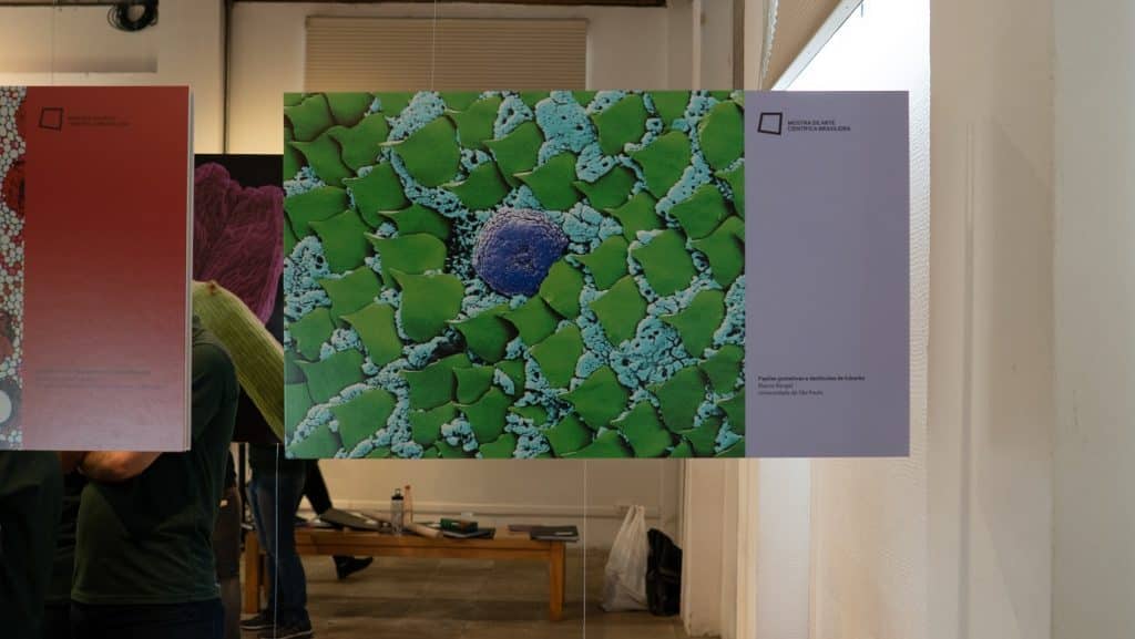 Instituto Butantan sedia exposição com fotos ampliadas do universo microscópico