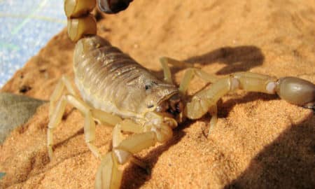 Saiba como evitar escorpião durante o verão