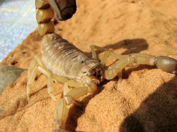 Saiba como evitar escorpião durante o verão