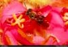 Fapesp: Consórcio realiza sequenciamento genético completo de abelha sem ferrão nativa