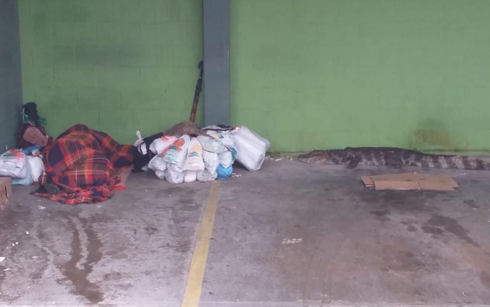 Jacaré chega a 1 metro de morador de rua que dormia em estacionamento e mobiliza a PM