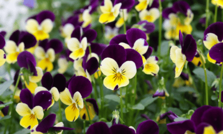 Flores cheirosas: veja as espécies mais perfumadas para jardim e mais!