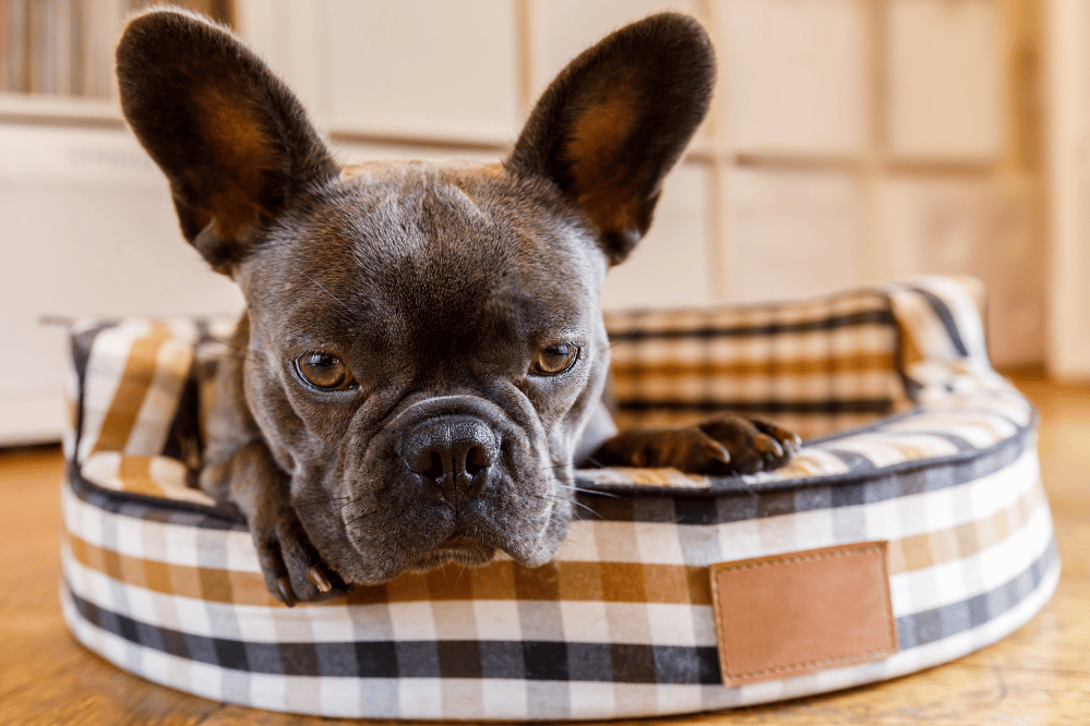 Benefícios da cama para cães: 8 vantagens para tutor e pet