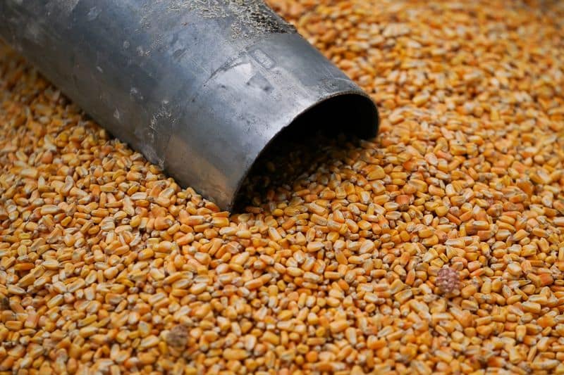 Coceral eleva previsões de safras de trigo e colza na UE para 2023 e reduz a de milho