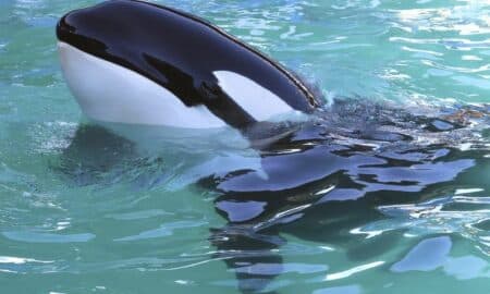 CORREÇÃO-Aquário da Flórida libertará orca após mais de 50 anos em cativeiro