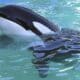 CORREÇÃO-Aquário da Flórida libertará orca após mais de 50 anos em cativeiro