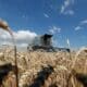Forte avanço na área de trigo dos EUA pode ser afetado pela saúde das lavouras