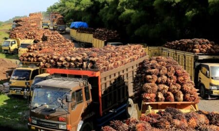 Importação de óleo de palma pela Índia salta em março com descontos, dizem negociantes
