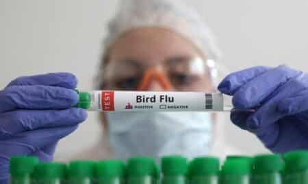 China registra primeira morte humana no mundo por gripe aviária H3N8, diz OMS