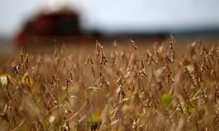 Ritmo de exportação de soja do Brasil desacelera em abril, mas supera 2022