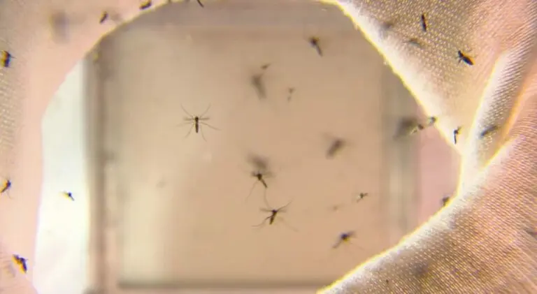 Governador de Minas Gerais decreta Estado de Emergência devido a Dengue